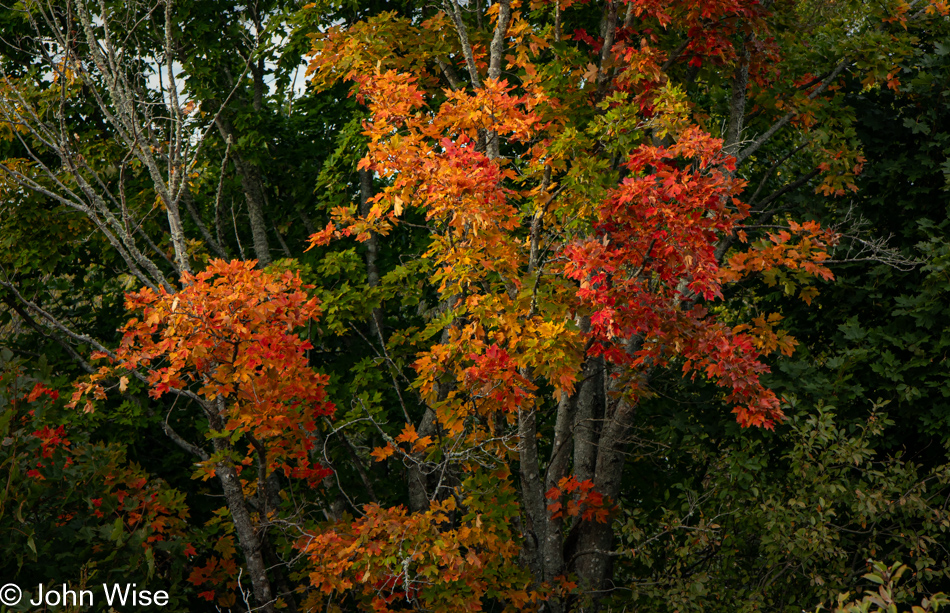 Fall colors on Sunrise Trail in Shinimicas Bridge, Nova Scotia, Canada