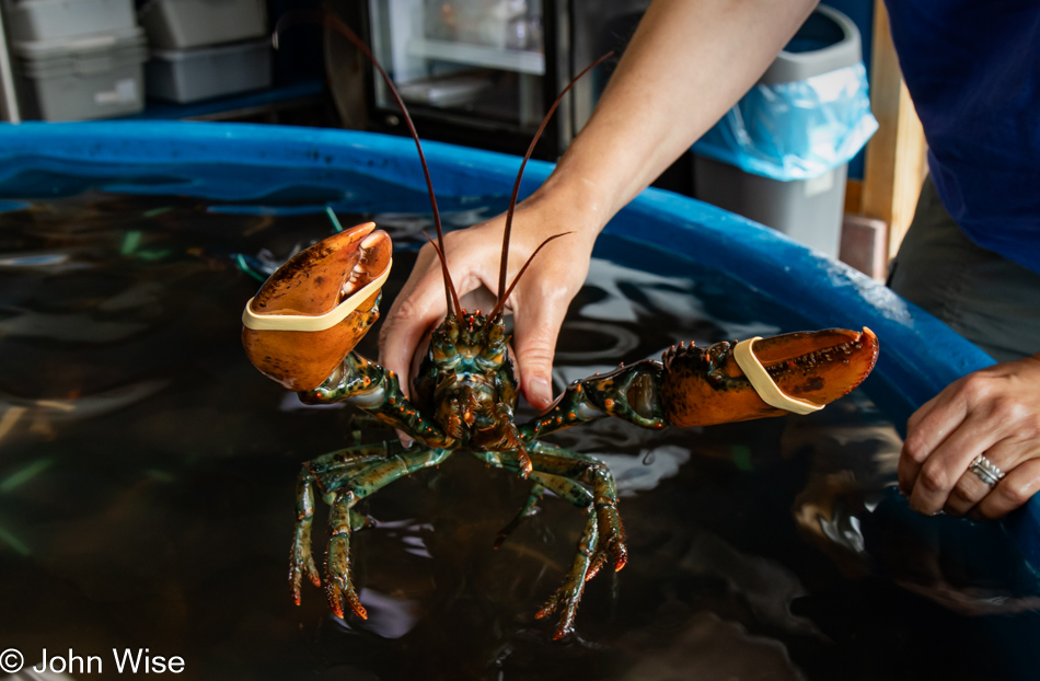 Lobster at Collins Lobster Shop in Alma, New Brunswick, Canada