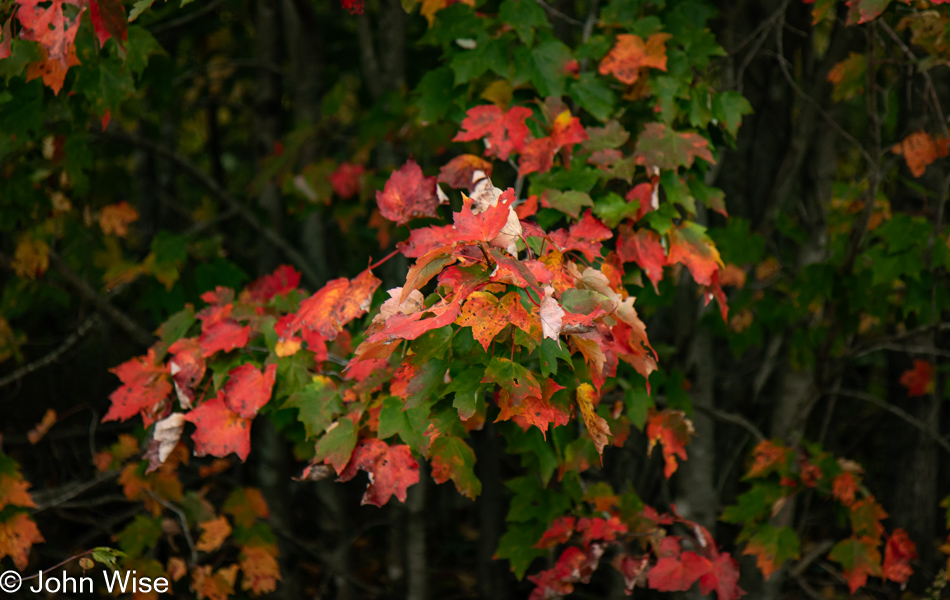 Fall foliage near Machias, Maine