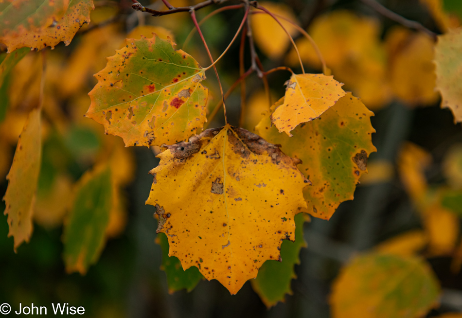 Fall foliage near Machias, Maine