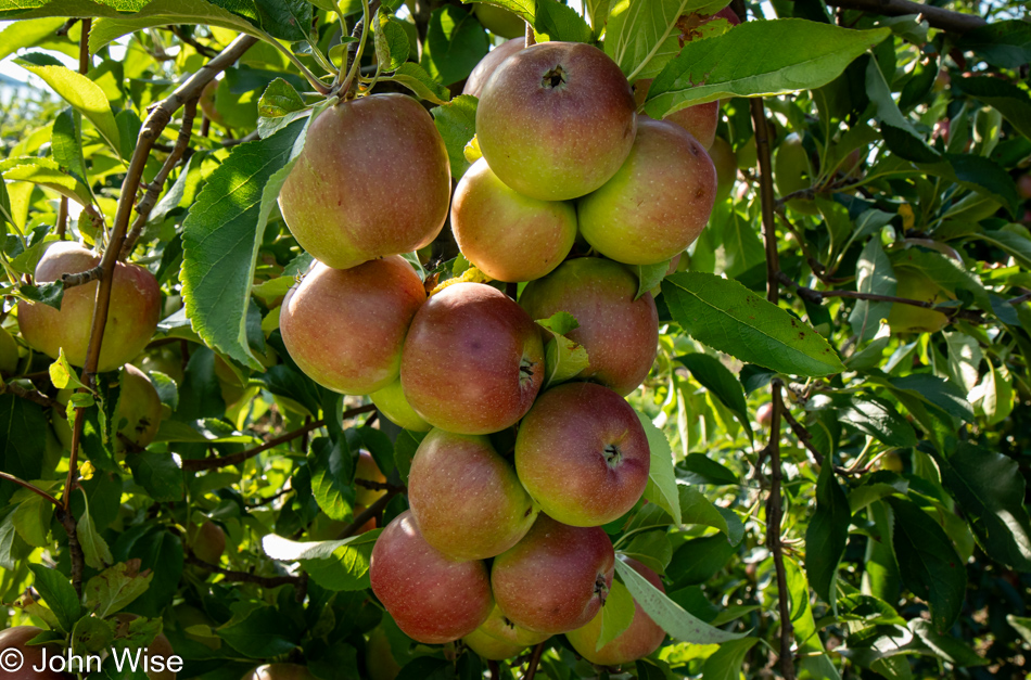 Apples in Williamson, New York