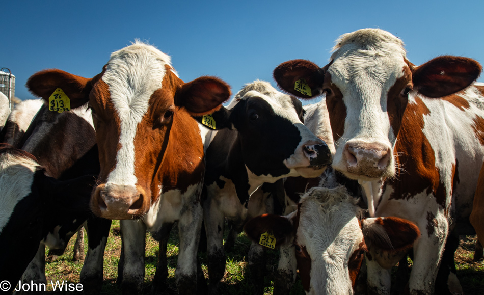 Cows on the Great Lakes Seaway Trail near Henderson, New York