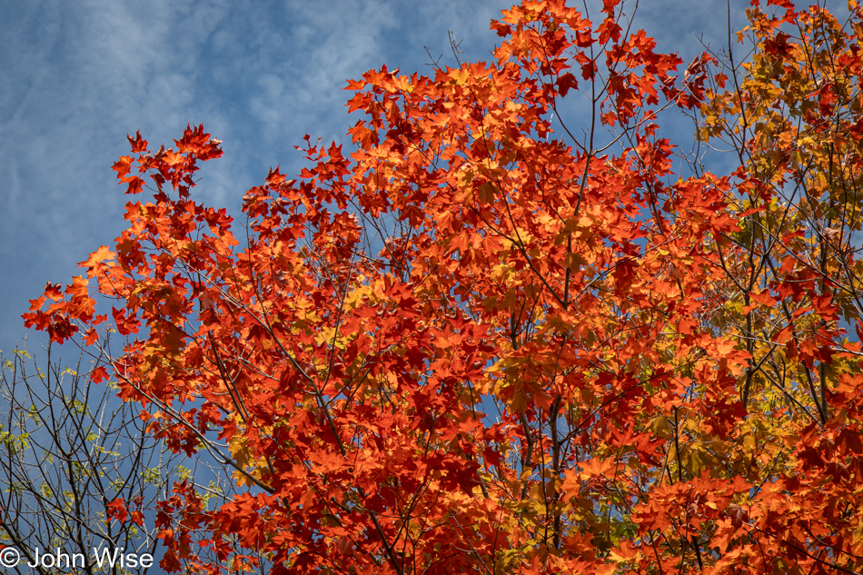 Fall colors in Henderson, New York