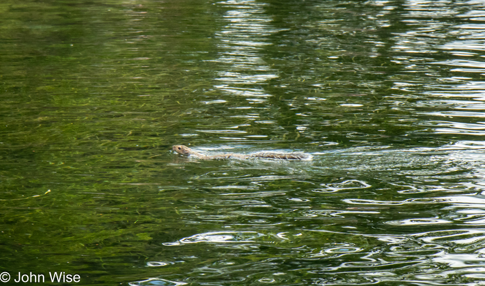 Swimming squirrel in the St. Lawrence Seaway in Alexander Bay, New York