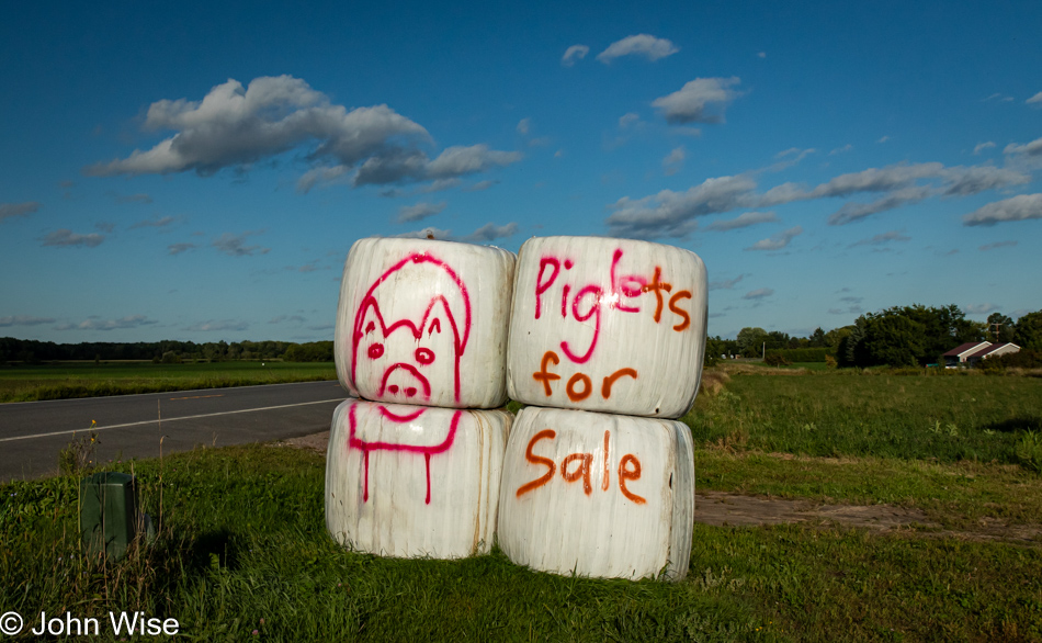 Piglets for sale in Fort Covington, New York