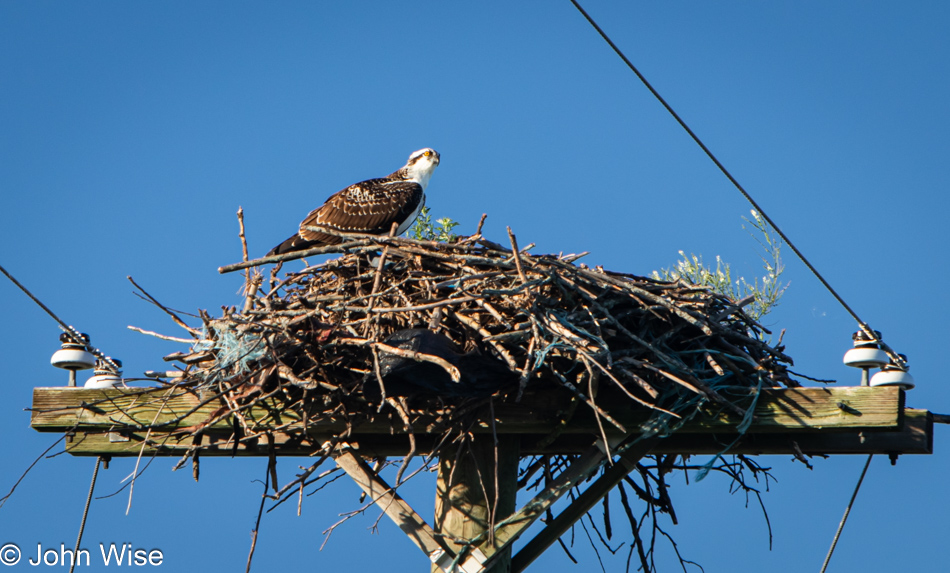 Osprey seen in Chazy, New York