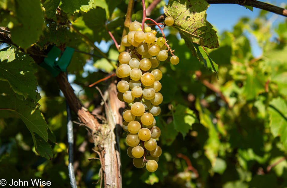 Grapes in Essex, New York