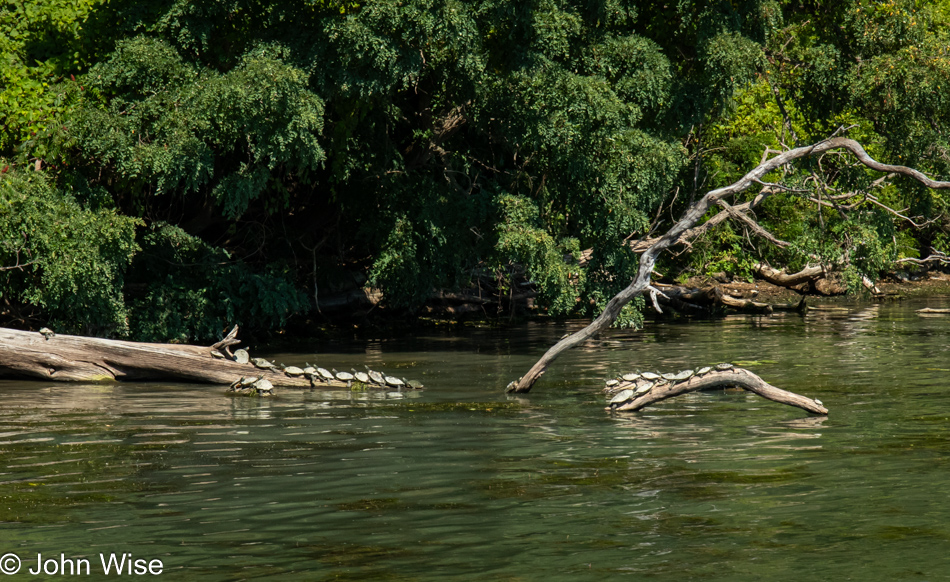 Turtles at Fort Ticonderoga, New York 