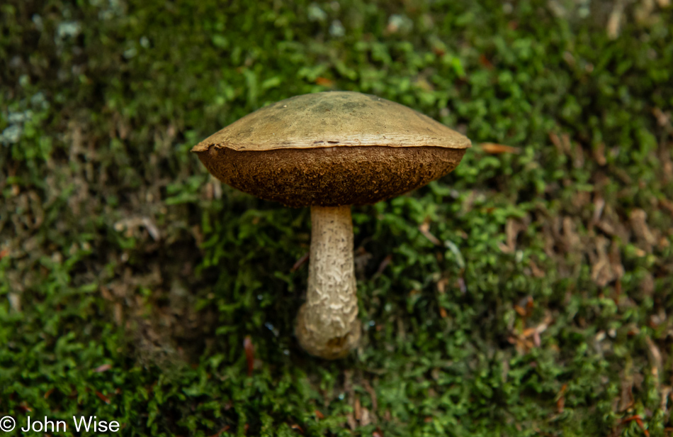 Mushroom at the Stone Arch Bridge in Stoddard, New Hampshire