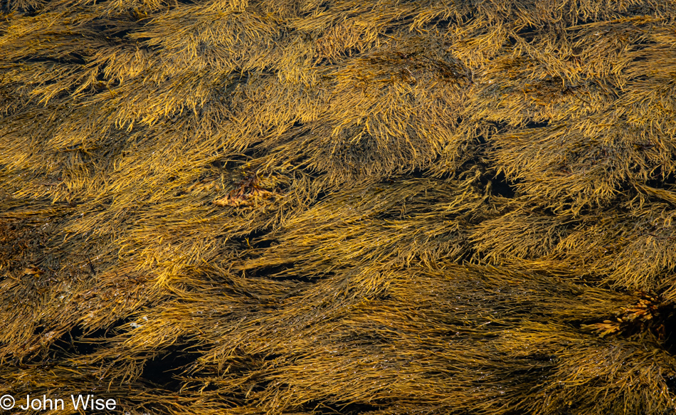 Seagrass at Tenants Harbor, Maine