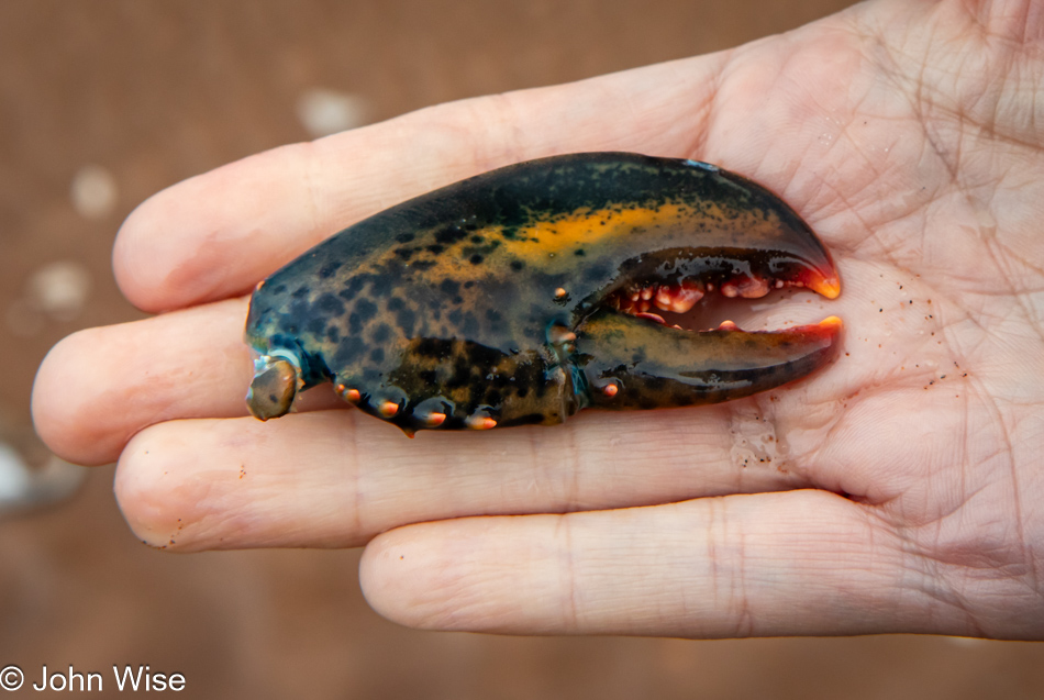 Lobster claw at Brackley Beach Prince Edward Island National Park, Canada