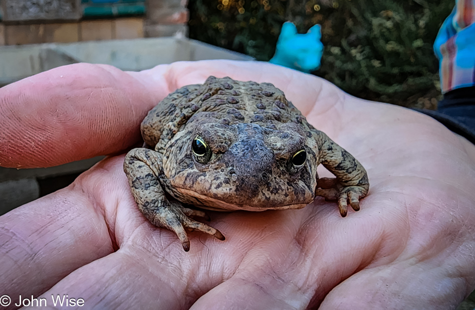 Woodhouse toad in Duncan, Arizona